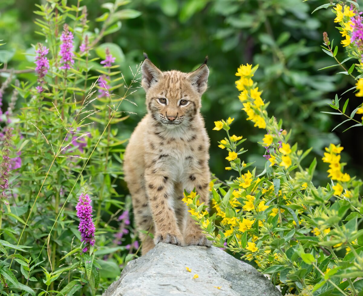 Luchse im Wildpark Assling | © Wildpark Assling/Daniel Zupanc