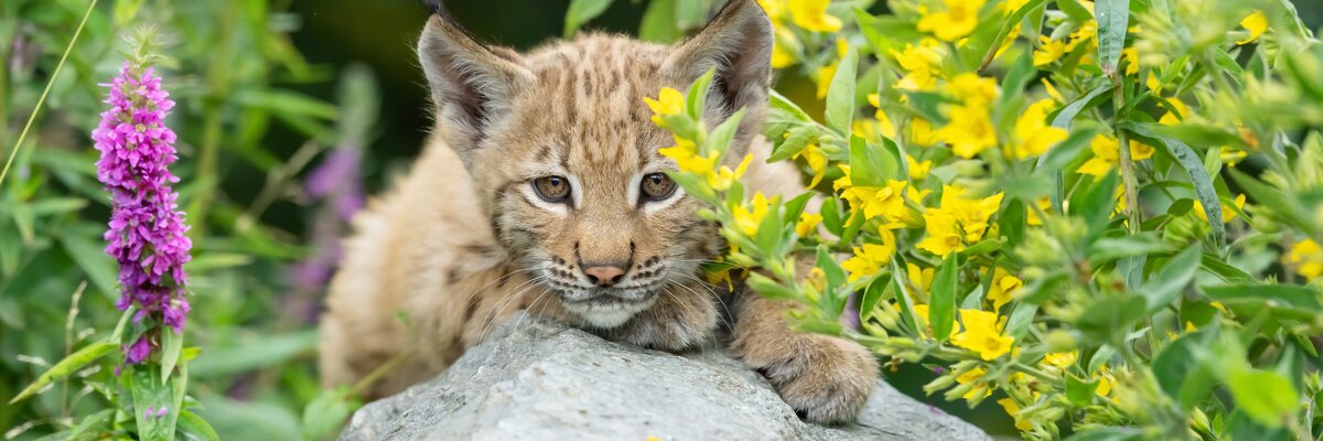 Luchs im Wildpark Assling | © Wildpark Assling/Daniel Zupanc