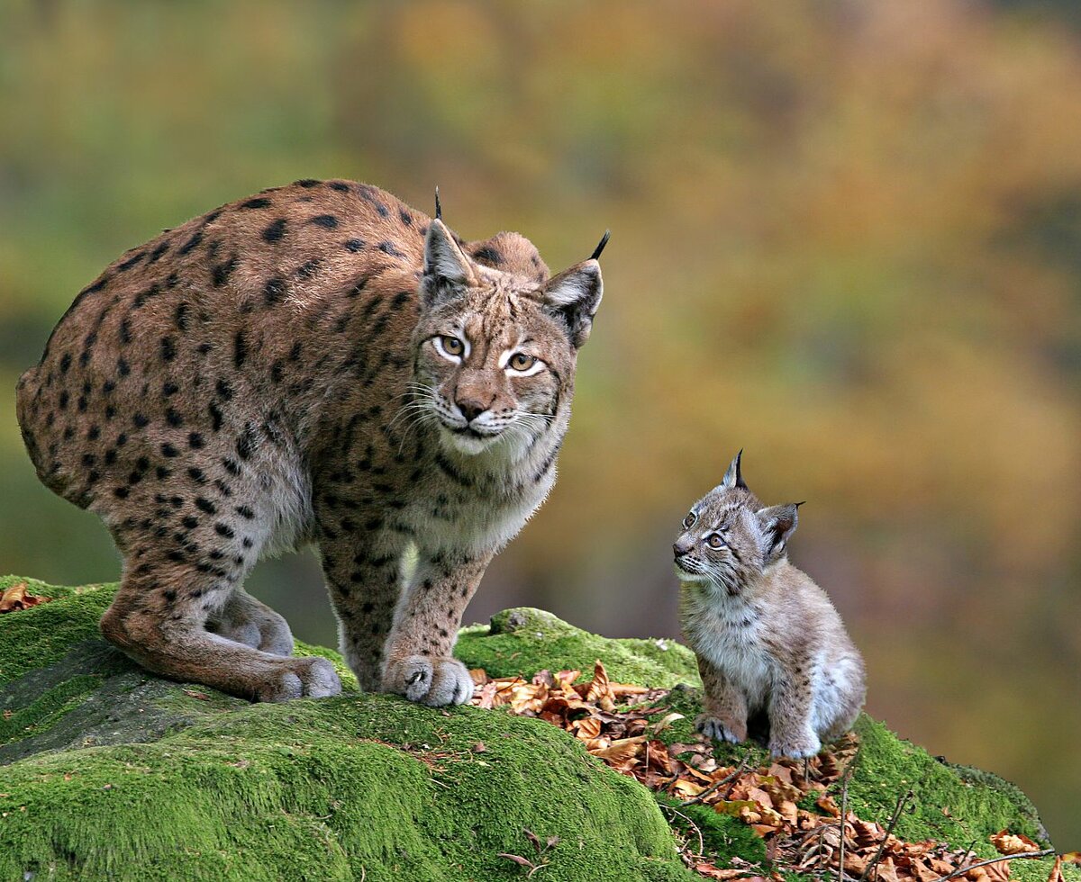Tiere im Wildpark Aurach | © Wildpark Aurach, Familie Pletzer/Jozef de Fraine Tiere im Wildpark Aurach | © Wildpark Aurach, Familie Pletzer/Jozef de Fraine