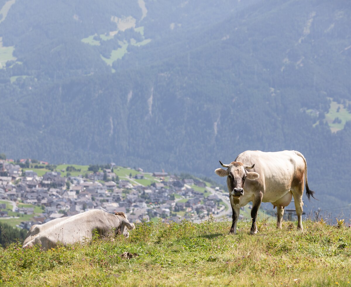 Kuh mit Blick auf Fiss | © Serfaus-Fiss-Ladis Marketing GmbH/Andreas Kirschner Kuh mit Blick auf Fiss | © Serfaus-Fiss-Ladis Marketing GmbH/Andreas Kirschner