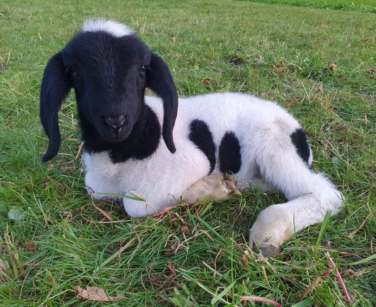 Un agnello bianco e nero sdraiato sull'erba della fattoria.