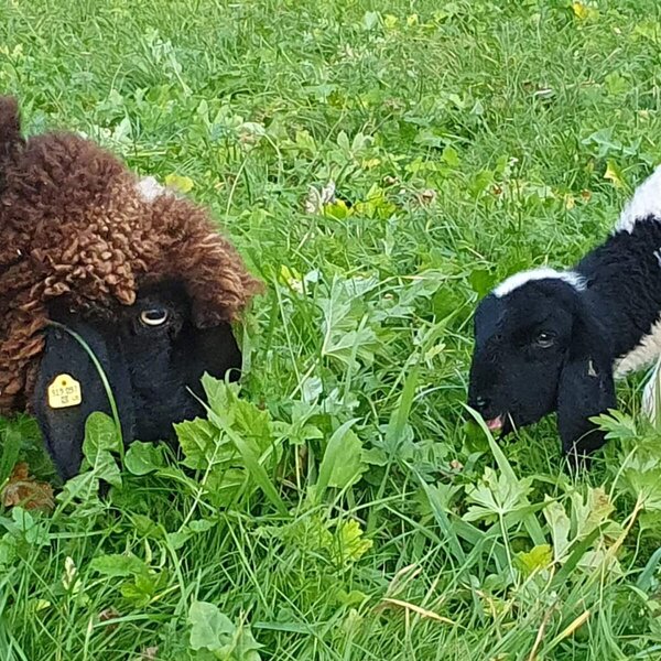 Una pecora e un agnello pascolano nel prato dell'agriturismo.