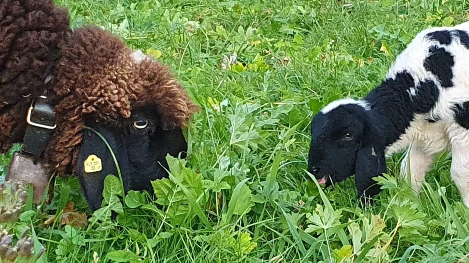 Una pecora e un agnello pascolano nel prato dell'agriturismo.