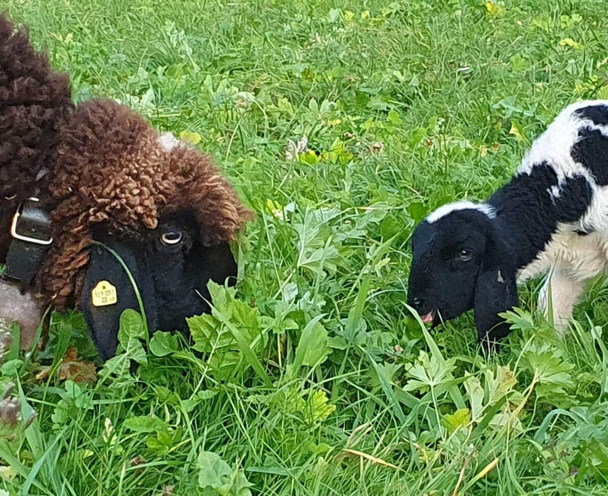 Una pecora e un agnello pascolano nel prato dell'agriturismo.