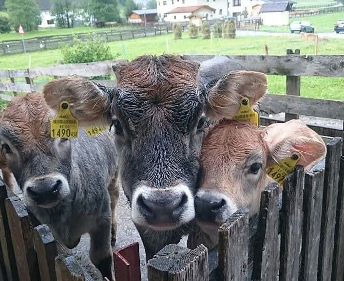 I nostri giovani bovini all'Alfaierhof si godono la natura e la vita in fattoria.
