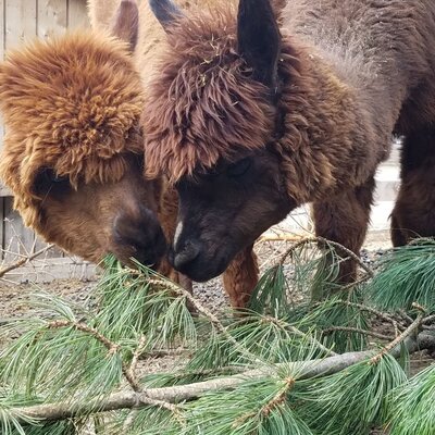 Alpaca