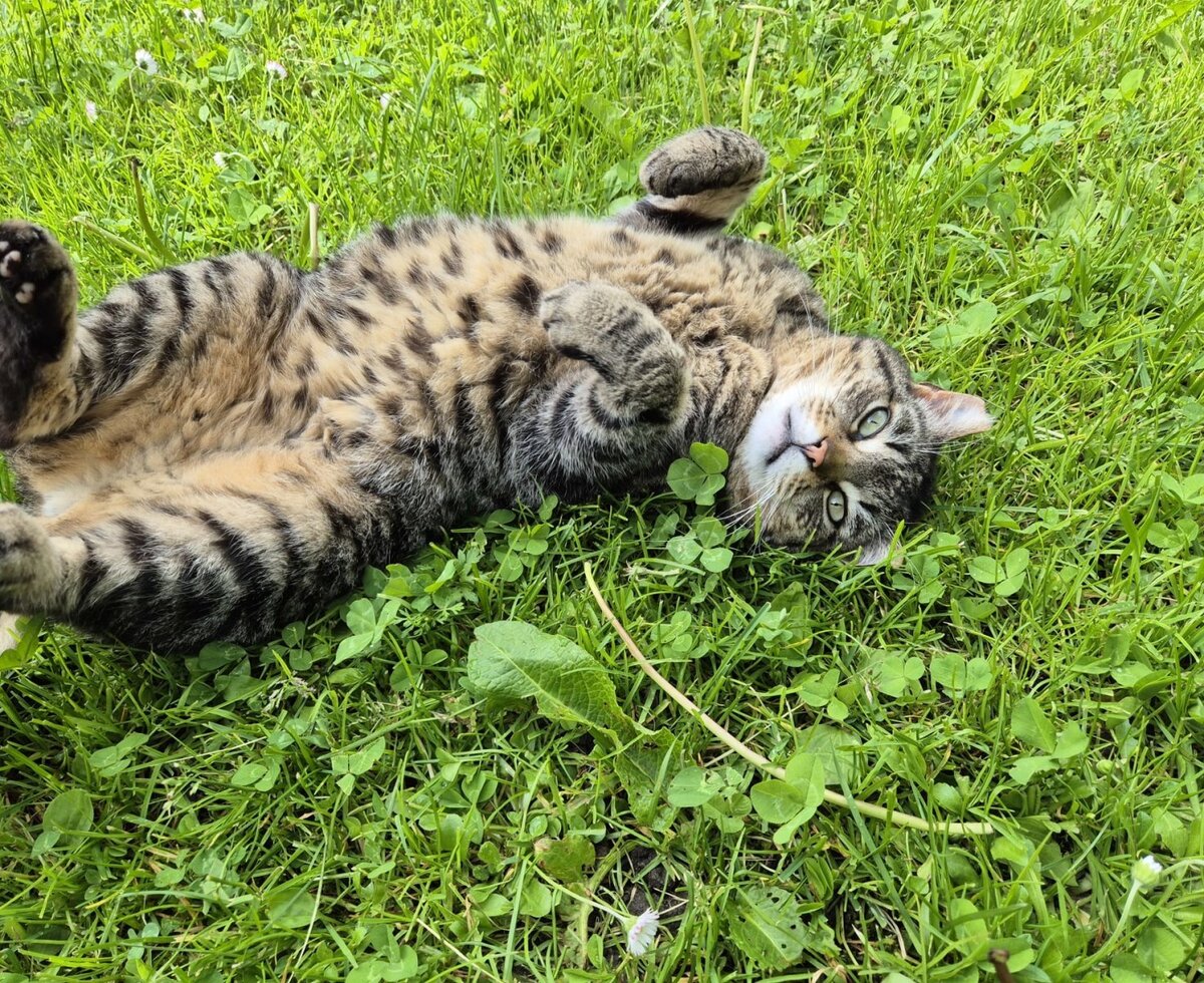 Un gatto affettuoso si rilassa sul prato verde dell'agriturismo.