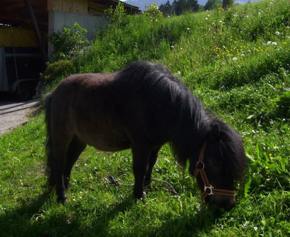 Il nostro pony Navaro
