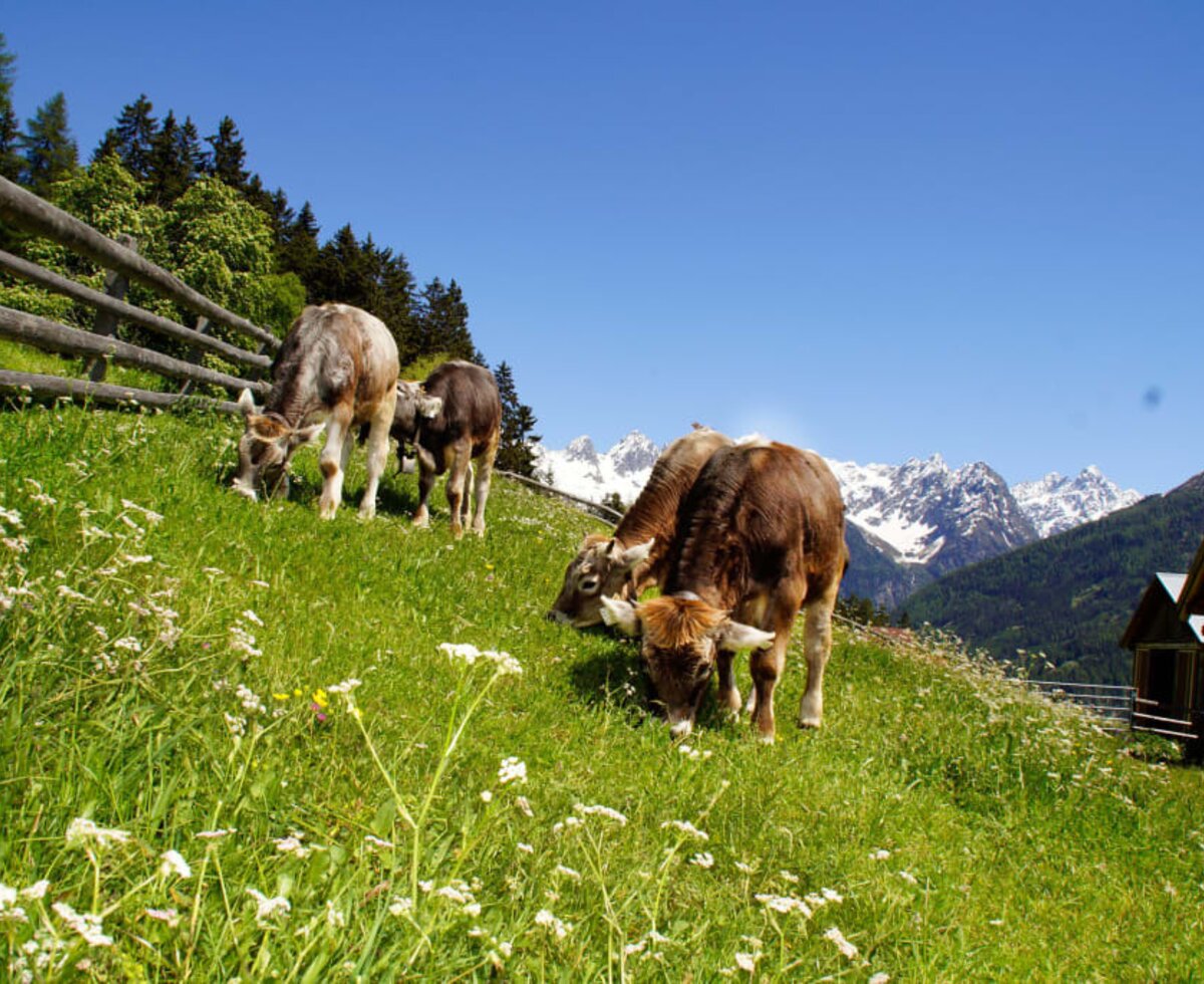 So ein saftiges Gras, uns geht's gut am Biohof-Inntalblick