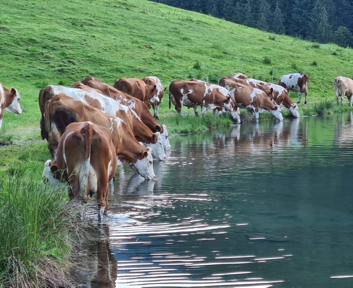 Mucche che bevono da un lago di montagna, circondate da prati verdi e boschi, nell'ambiente naturale dell'Alm.
