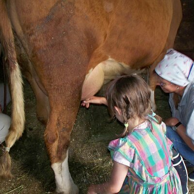 Provare a mungere una mucca