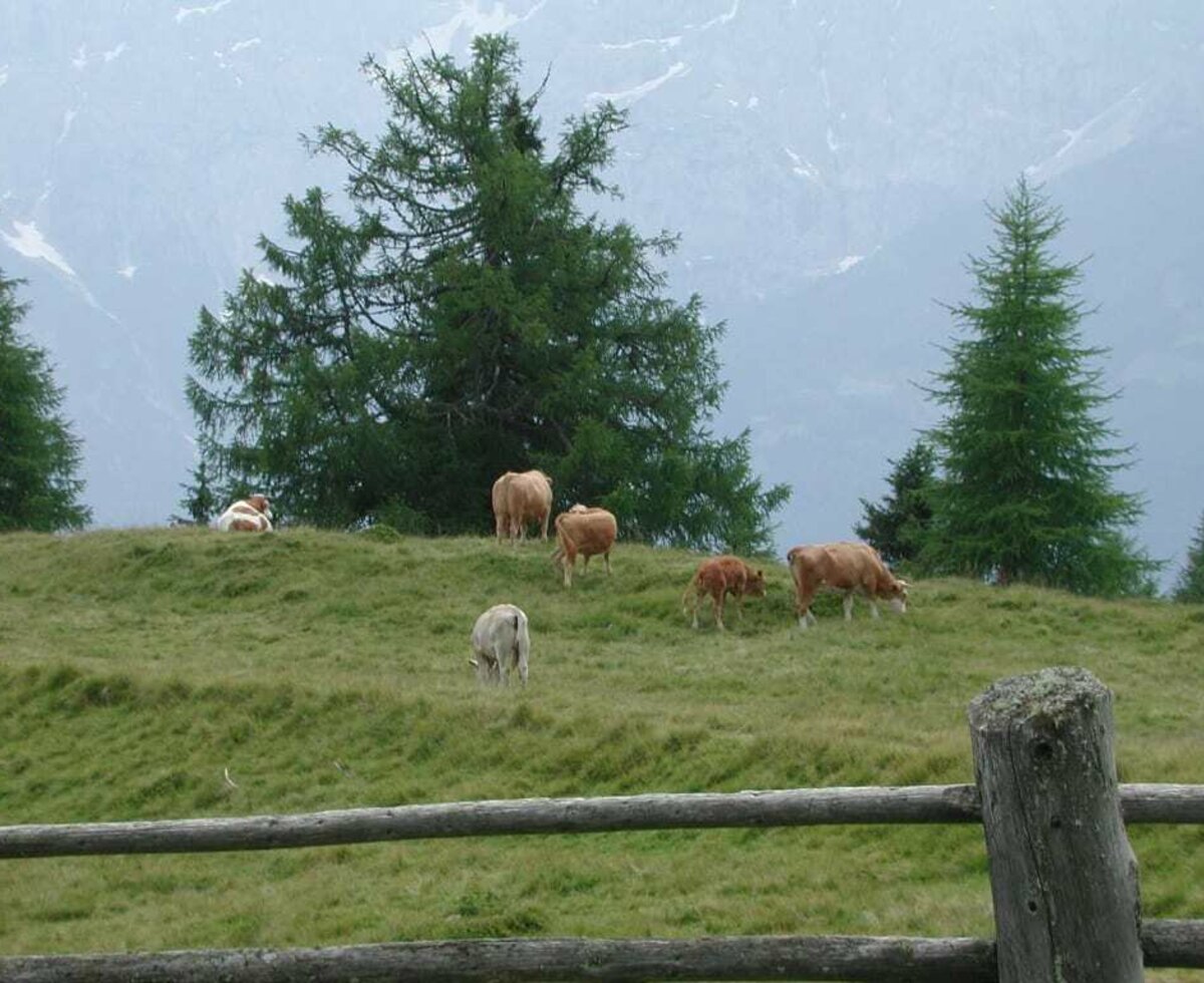 Alla malga