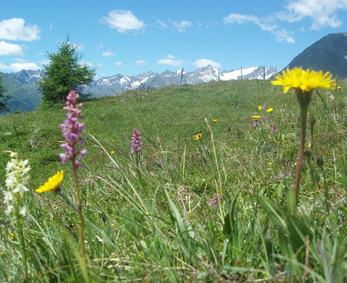 Fiori alpini