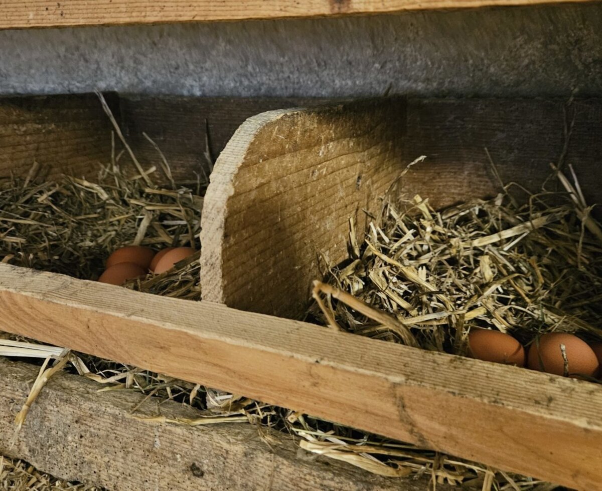 Uova fresche adagiate nei caldi nidi di legno con paglia, per un'autentica esperienza in fattoria presso il Bed and Breakfast.