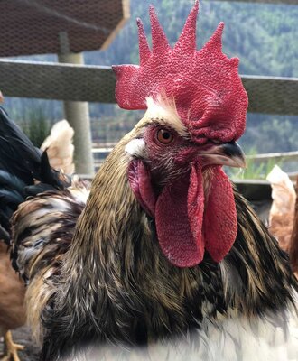 Un fiero gallo nell'idilliaco agriturismo con uno sfondo montano pittoresco.