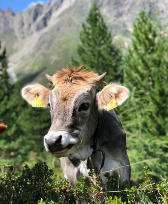 Una mucca curiosa sul pascolo alpino del Bauernhof, con uno sfondo montano idilliaco.