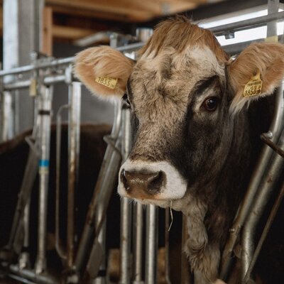 Una mucca nella stalla, parte della fattoria.