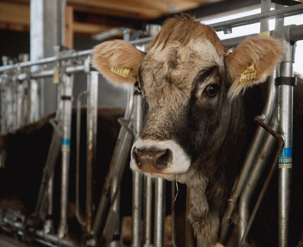 Una mucca nella stalla, parte della fattoria.