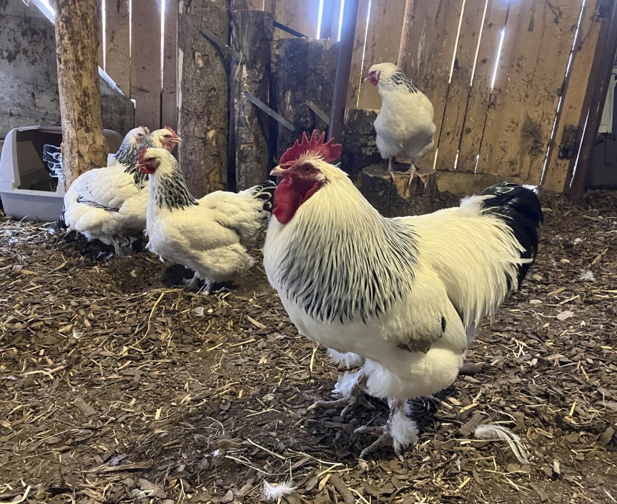 Le graziose galline e lo splendido gallo del bed and breakfast nel loro accogliente pollaio.