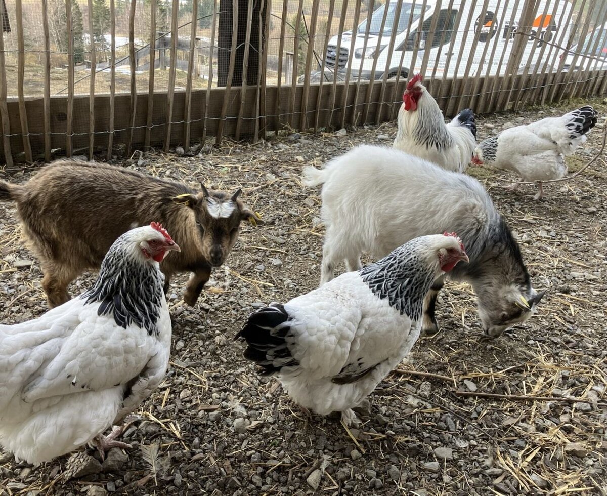 L'incantevole recinto degli animali del bed and breakfast con caprette e galline.
