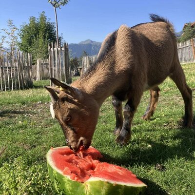 Una simpatica capretta si gode una fresca fetta d'anguria nel soleggiato giardino del bed and breakfast.