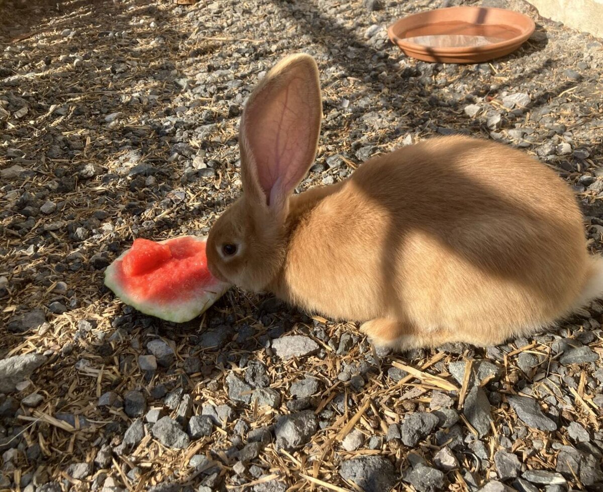 Un adorabile coniglietto che gusta una fresca fetta d'anguria nell'area esterna del bed and breakfast.