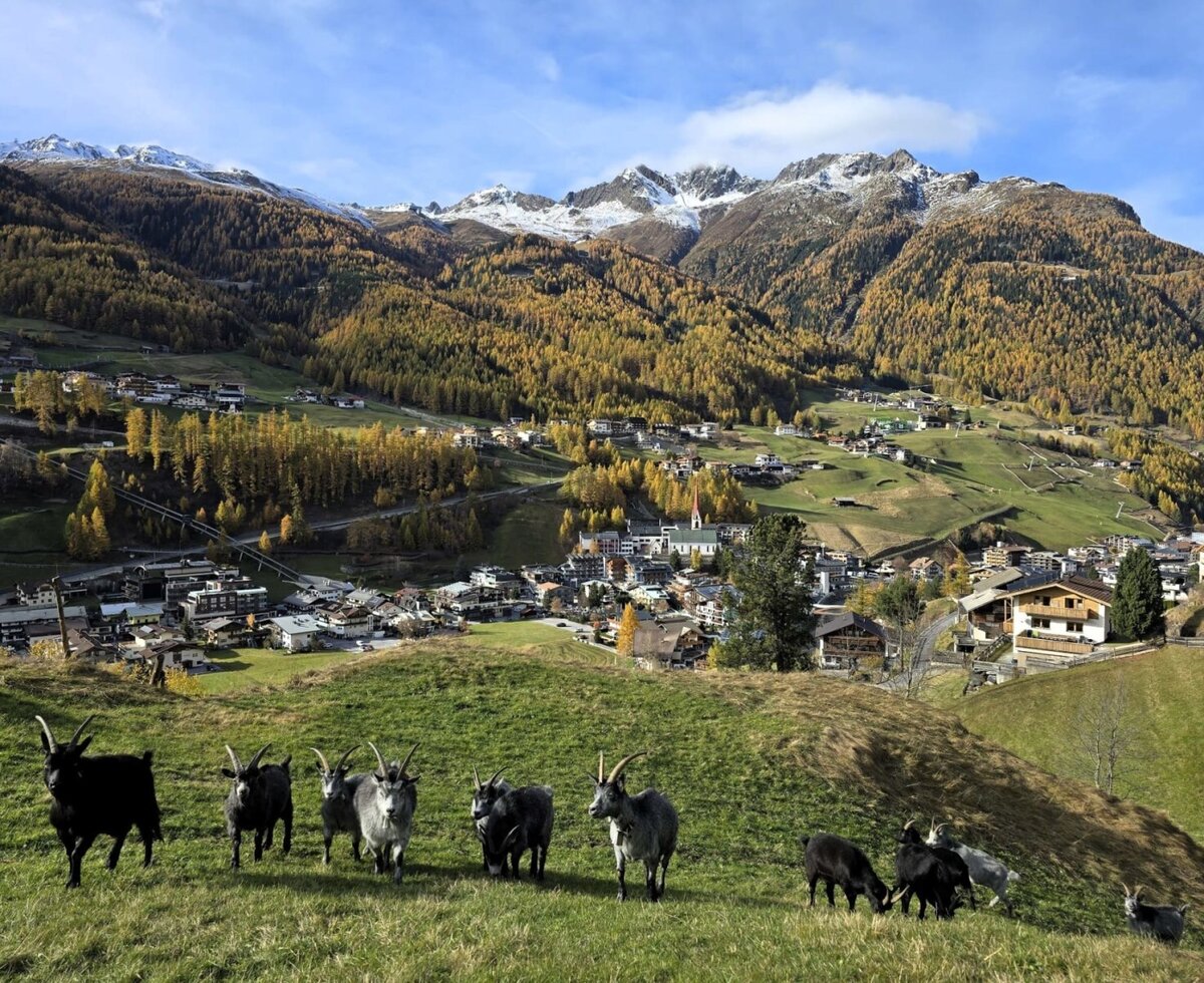 Capre al pascolo su un prato con vista sul villaggio di Sölden e sulle montagne circostanti dal maso.