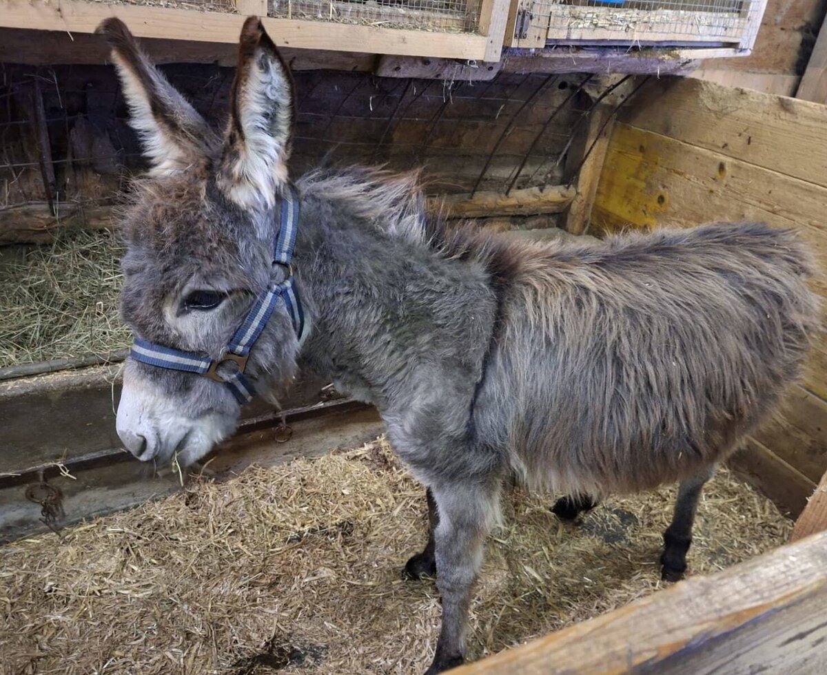 Un asino nella stalla dell'agriturismo, in piedi sul fieno.