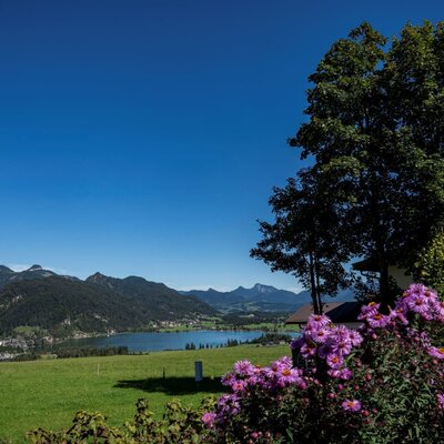 Vista sul lago e sulle montagne dal Bauernhof, con un campo verde e fiori viola in primo piano.