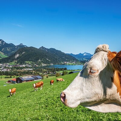 Una mucca nel pascolo verde della fattoria biologica, con altre mucche e una vista panoramica sul lago e sulle montagne sullo sfondo.