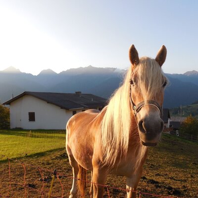 cavallo La Cruze