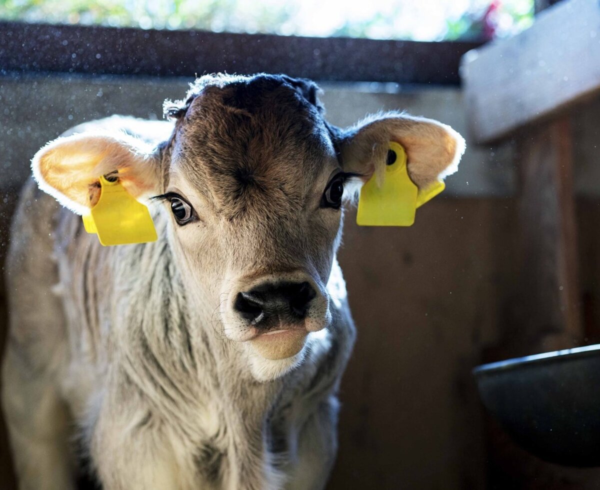 Un vitello con marchi auricolari nella stalla dell'agriturismo.