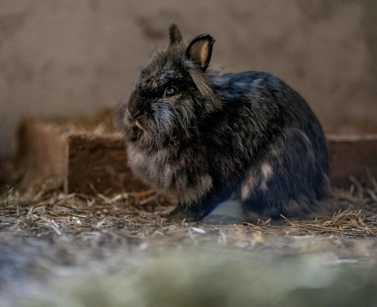 Coniglio nero sulla paglia, uno degli animali dell'agriturismo.