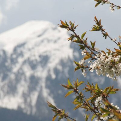 fiori