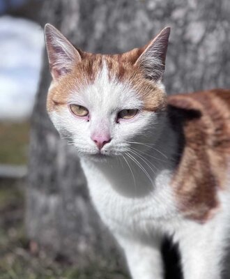 Un affettuoso gatto vi accoglie in questo accogliente agriturismo.