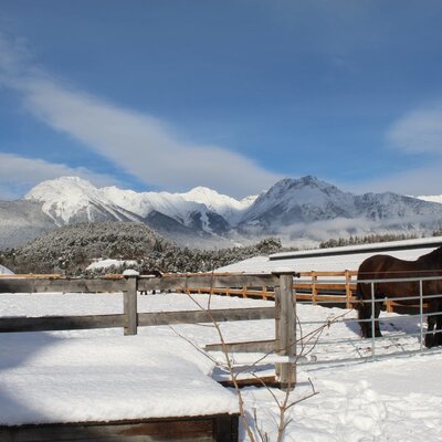 Cavallo in un paddock innevato con montagne coperte di neve sullo sfondo, parte dei dintorni degli Ap­par­te­ments.