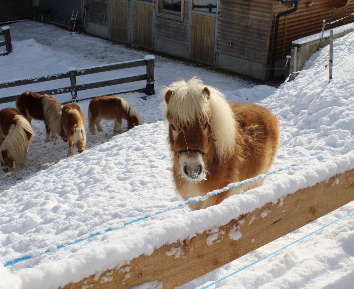 Diversi pony nel recinto innevato degli Ap­par­te­ments, con uno che guarda verso la fotocamera.