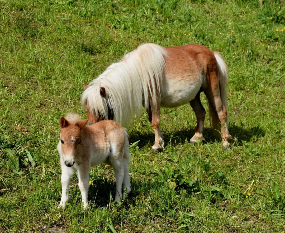 Un pony adulto e un puledro che pascolano nel prato degli Ap­par­te­ments.