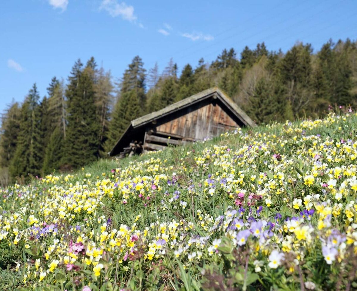 Una baita in legno su un pendio fiorito con un bosco sullo sfondo.