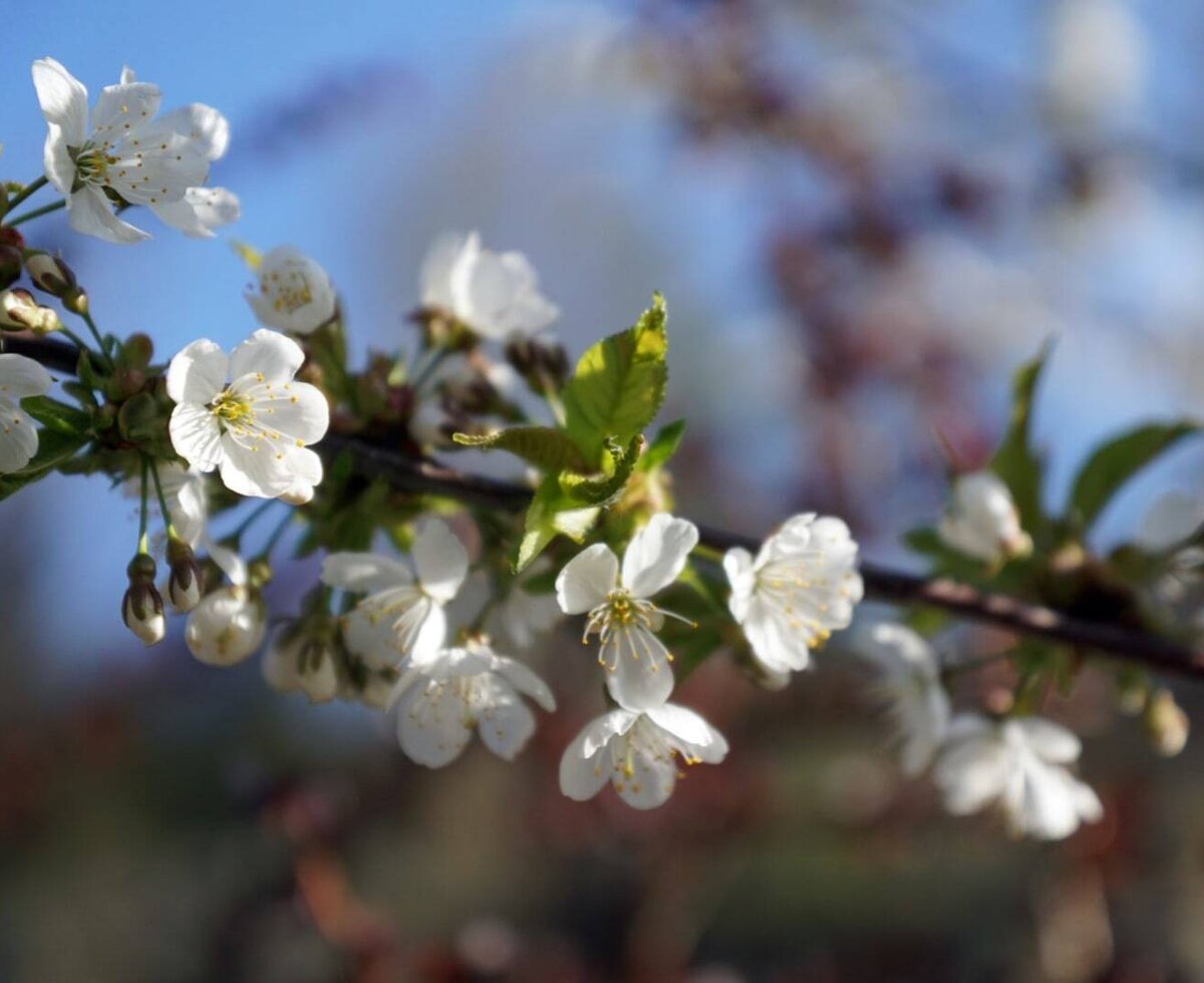 Ramo di ciliegio in fiore con fiori bianchi e giovani foglie verdi.