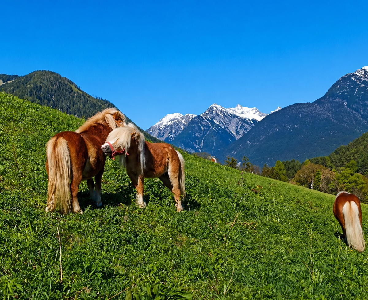 Cavalli su un prato verde con vista sulle montagne e cime innevate nei dintorni degli Ap­par­te­ments.