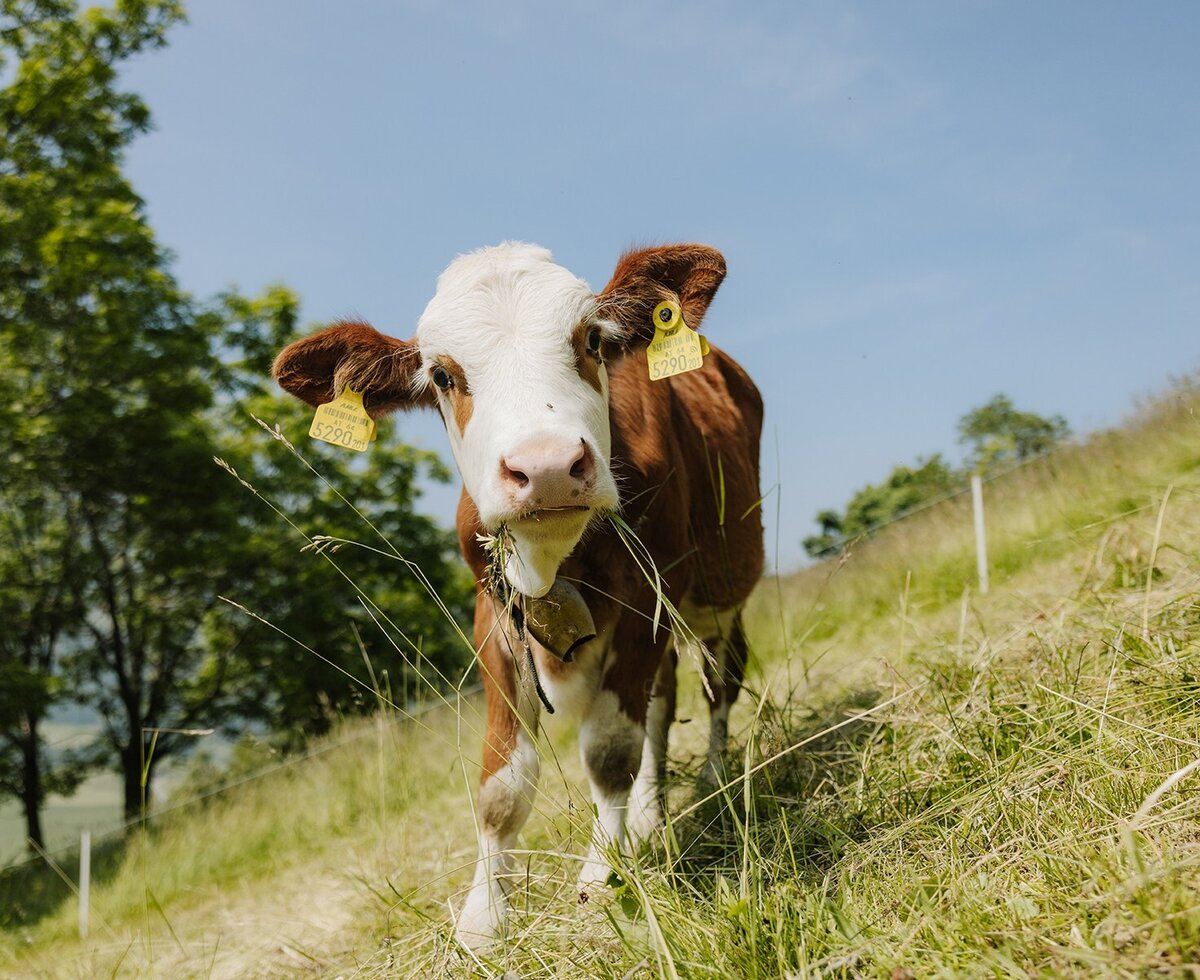 Un vitello con marchi auricolari e campanella nel prato dell'agriturismo.