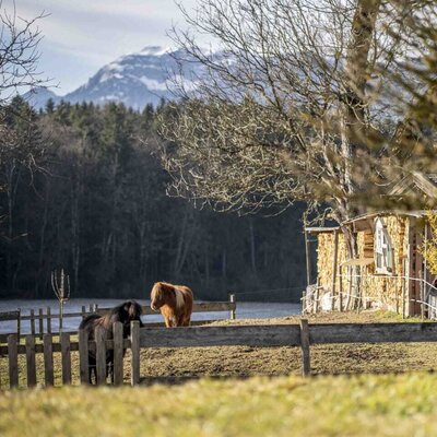 Due bovini delle Highlands nel pascolo della fattoria con un lago e montagne sullo sfondo.