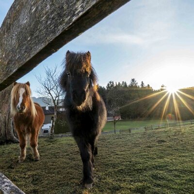 Due pony nel prato del Bauernhof, con raggi di sole sullo sfondo.
