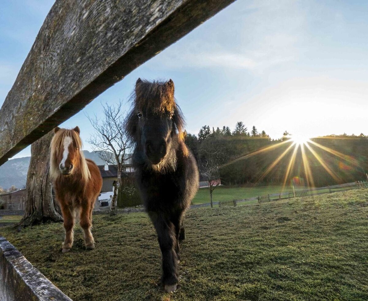 Due pony nel prato del Bauernhof, con raggi di sole sullo sfondo.