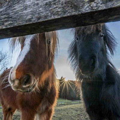 Due cavalli sul Bauernhof che si affacciano dalla recinzione, invitando gli ospiti a incontrare gli animali della fattoria.