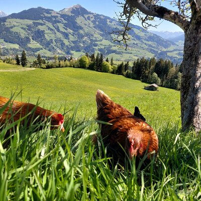 Galline nel prato verde con vista sulle montagne.