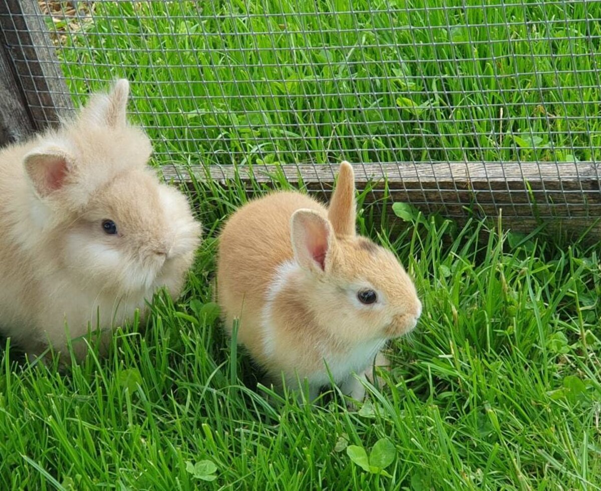 I nostri conigli dalla testa di leone Toni e Moni