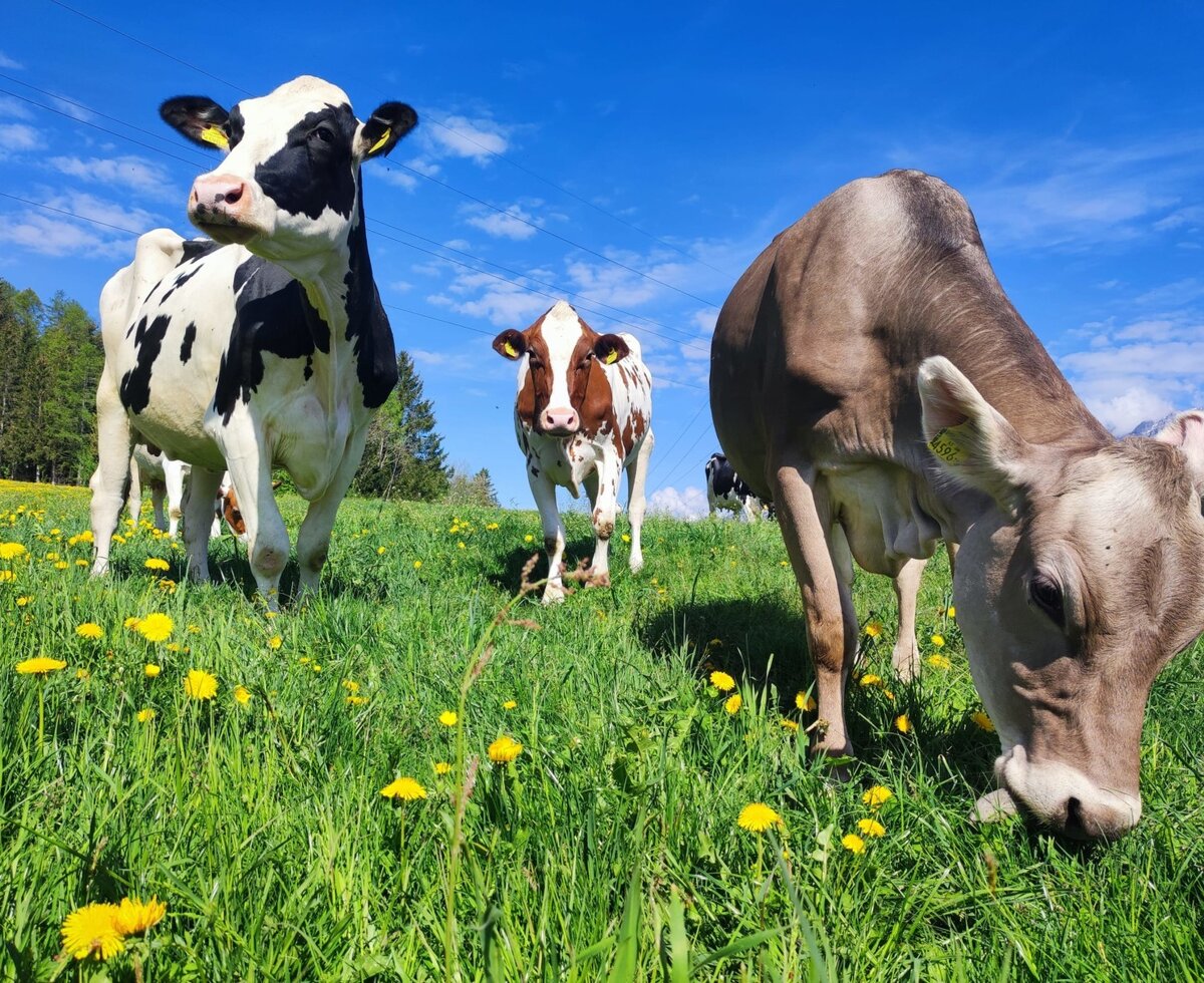 Le nostre vacche da latte si godono ogni giorno l'erba fresca dei pascoli