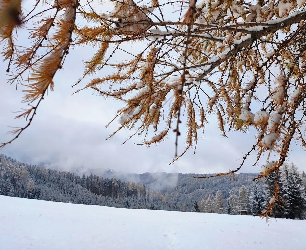Paesaggio invernale con rami di larice innevati e una foresta innevata.